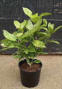 فروش گیاه آکوبا (شمشاد ژاپنی)